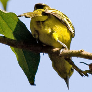 Common Iora