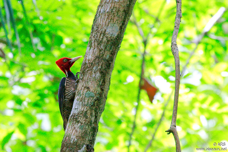 Pale-billed Woodpecker, identification