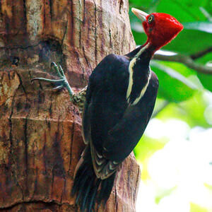 Pale-billed Woodpecker