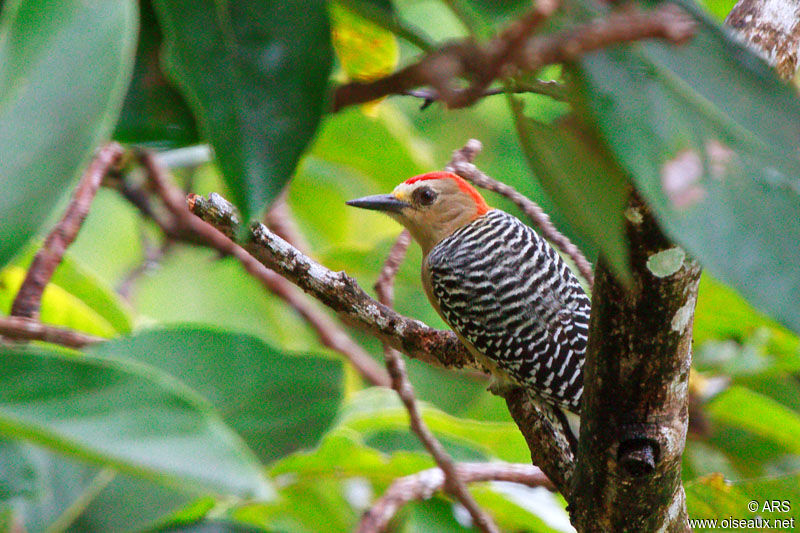 Red-crowned Woodpecker male adult, identification