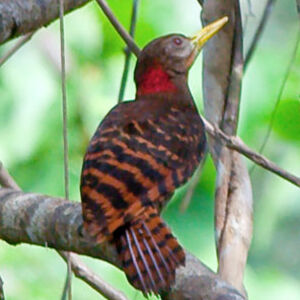 Pic � oreillons rouges