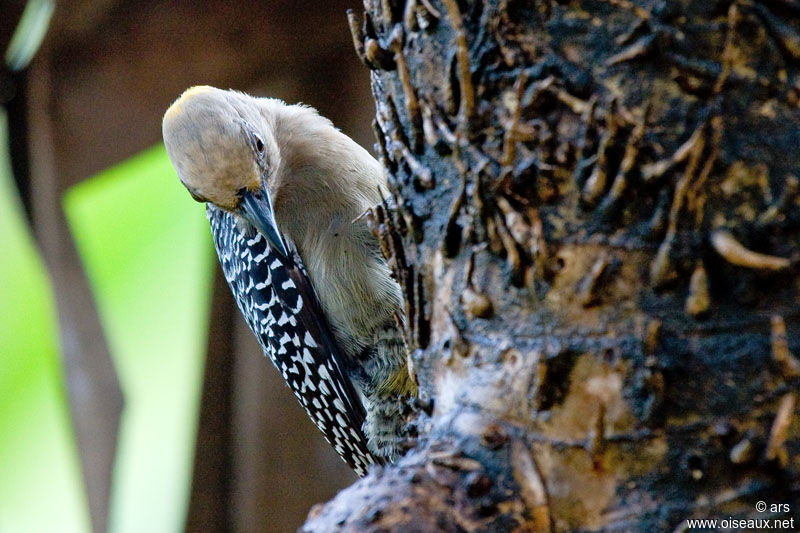 Hoffmann's Woodpecker female adult