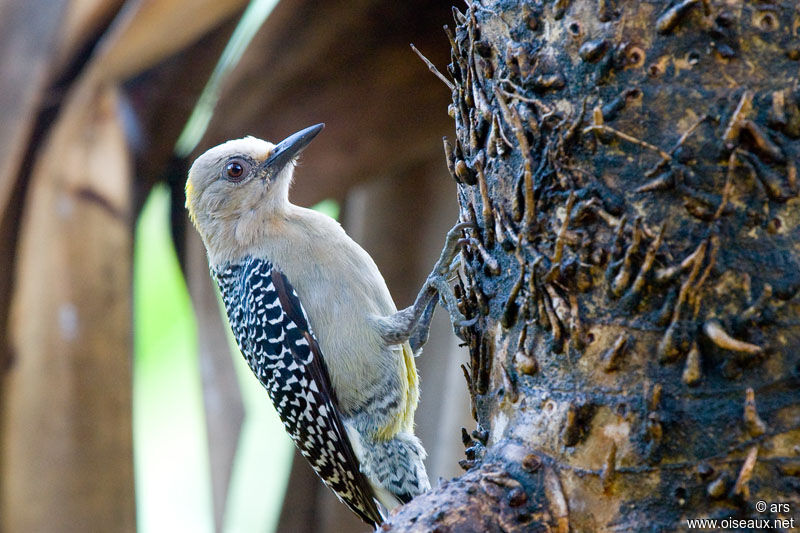 Hoffmann's Woodpecker female adult, identification