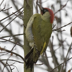 European Green Woodpecker