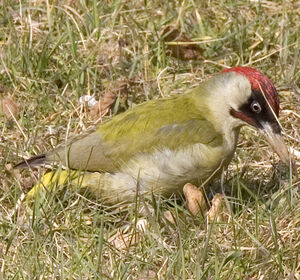 European Green Woodpecker