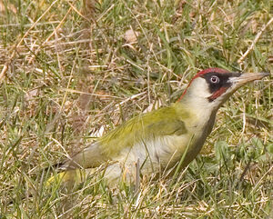 European Green Woodpecker
