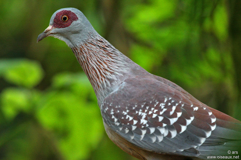 Speckled Pigeon, identification