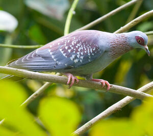 Speckled Pigeon