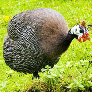 Helmeted Guineafowl