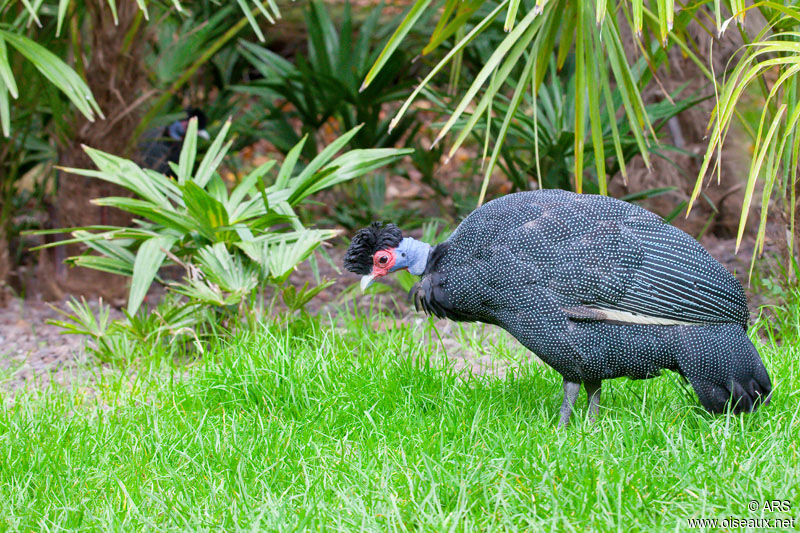 Crested Guineafowl, identification