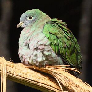 Black-naped Fruit Dove