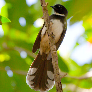Pied Fantail