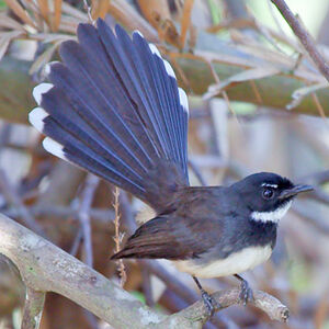 Pied Fantail