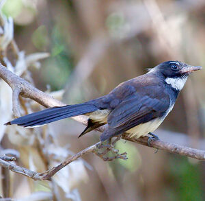Pied Fantail
