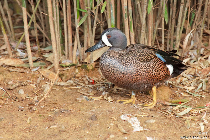 Blue-winged Teal, identification