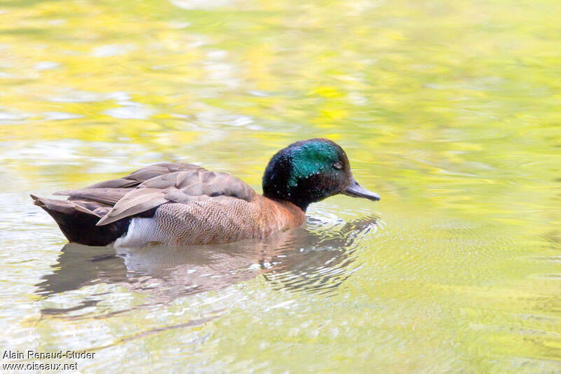 Auckland Teal, identification