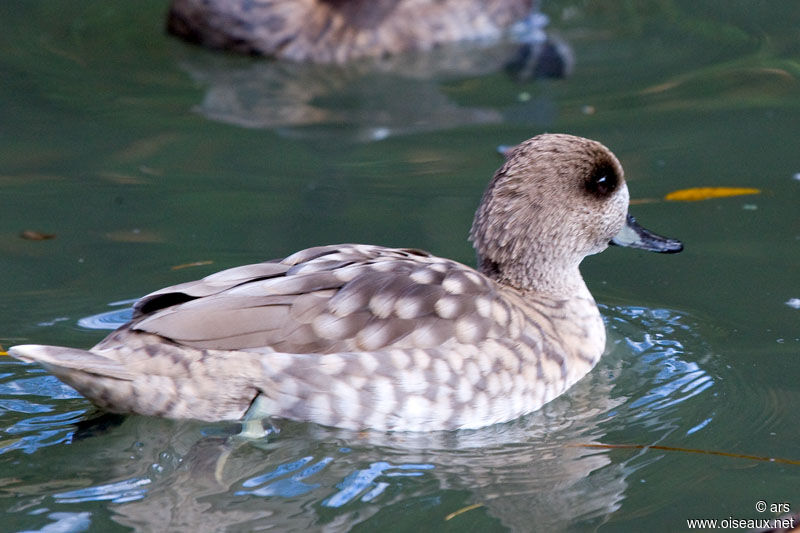Marbled Duck, identification
