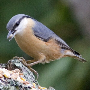 Eurasian Nuthatch