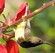 Garden Sunbird
