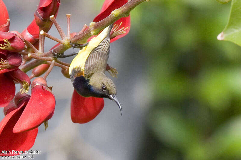 Garden Sunbird, identification