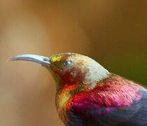 Copper Sunbird