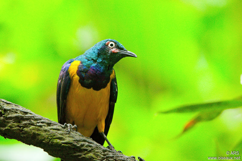 Golden-breasted Starling, identification