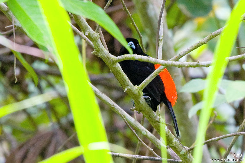 Scarlet-rumped Tanager, identification