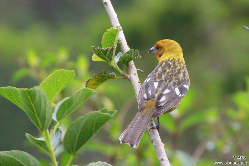 Flame-colored Tanager female adult, identification