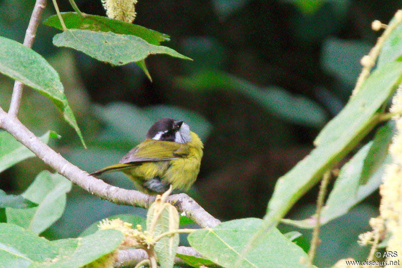 Sooty-capped Bush Tanager, identification