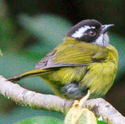 Sooty-capped Bush Tanager