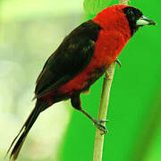 Masked Crimson Tanager