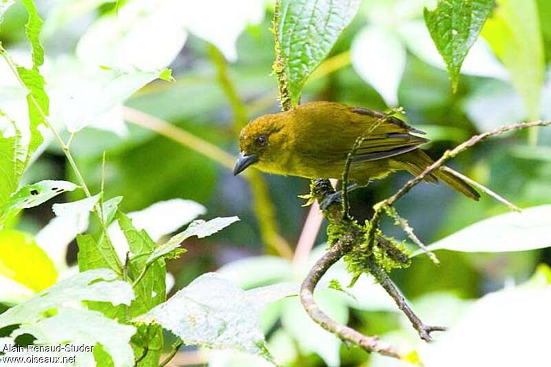 Carmiol's Tanager, identification