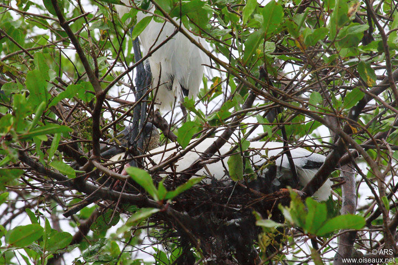 Wood Stork, Reproduction-nesting