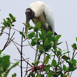 Wood Stork