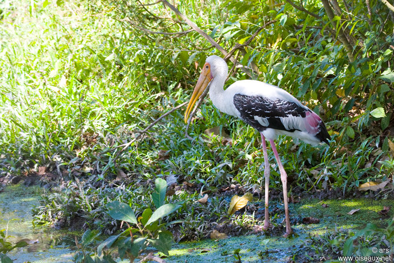 Painted Stork, identification