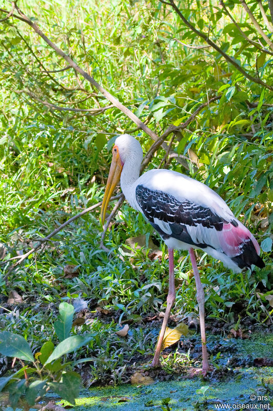 Painted Stork, identification