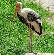 Painted Stork