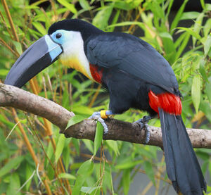 Toucan ariel