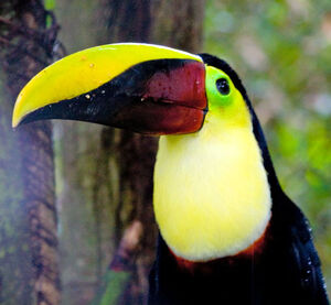Chestnut-mandibled Toucan