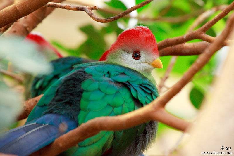 Red-crested Turaco, identification