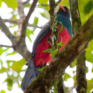 Trogon de Masséna