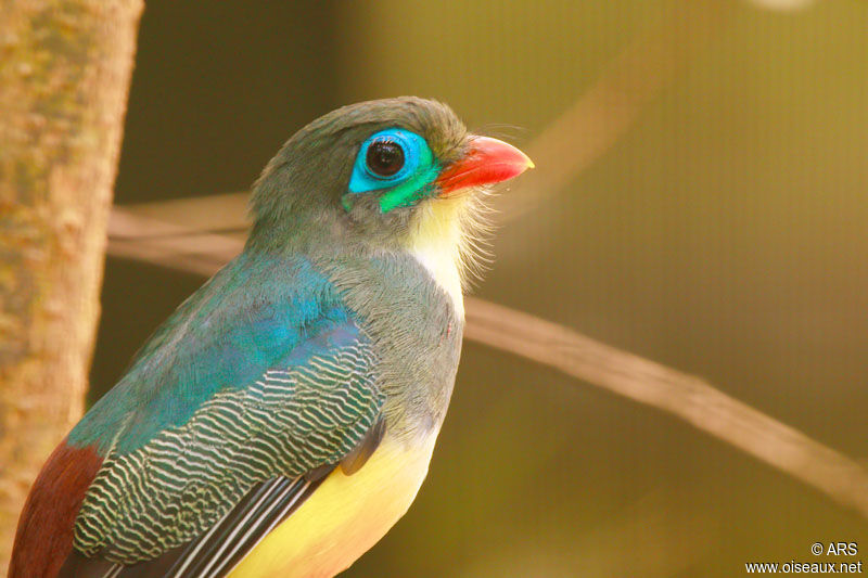 Javan Trogon, identification