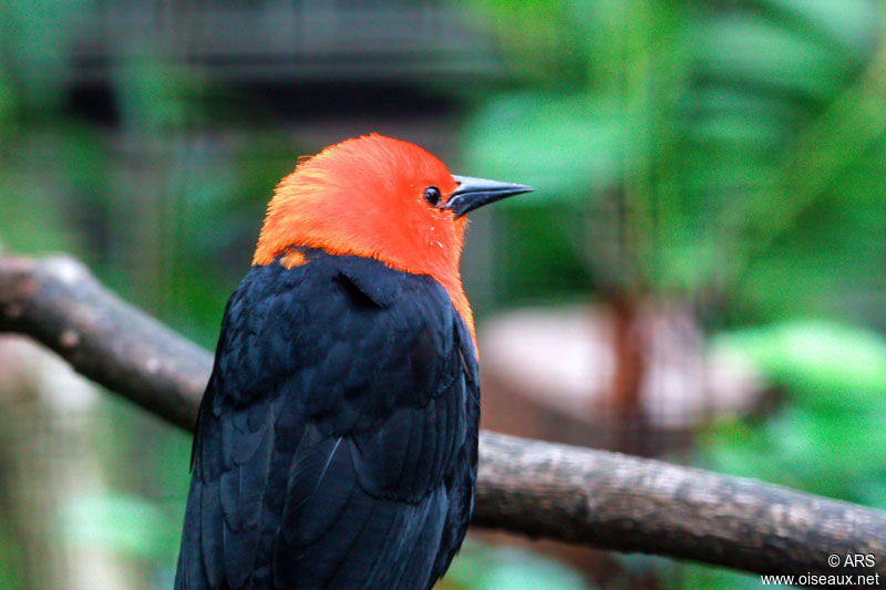 Scarlet-headed Blackbird, identification