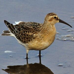 Curlew Sandpiper 
&copy; Alban Cordoba
