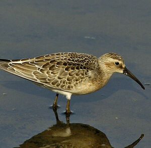 Curlew Sandpiper