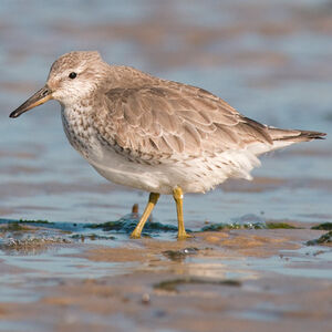Red Knot