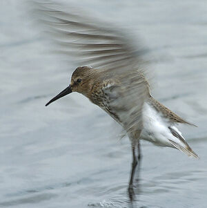 Dunlin