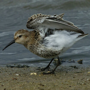 Dunlin