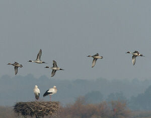 Northern Pintail
