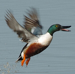 Northern Shoveler 
&copy; Alban Cordoba
